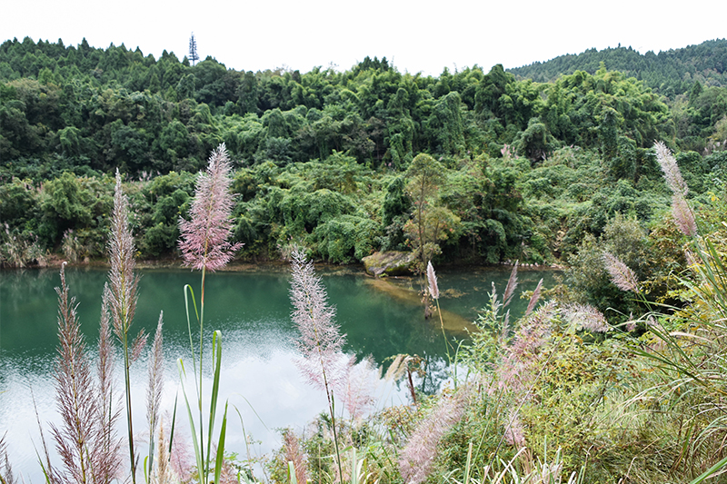 仙海的芦苇、湖水与青绿林地，十月环湖活动报道配图