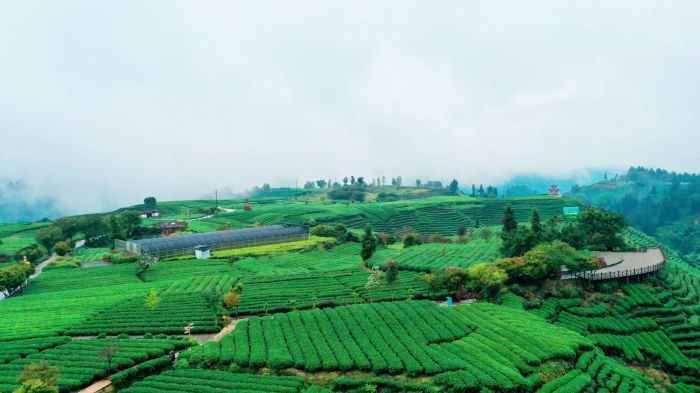 牛碾坪起伏的茶行与栈道，2025.09.23实访报道配图 · 非十月实拍